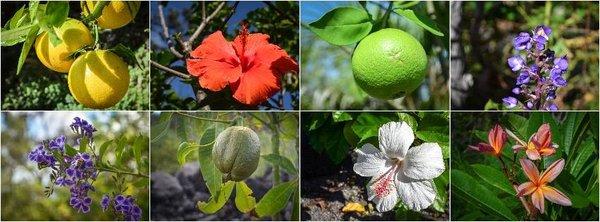 Kahuku Ahupua'a Farm and Retreat