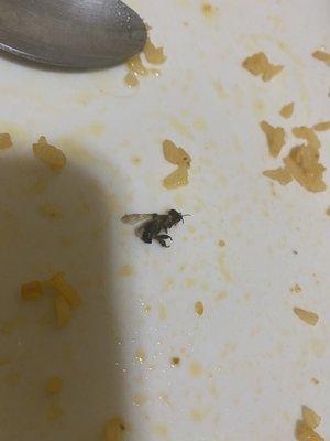 Bee that somehow made it into our food.