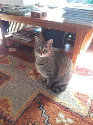 Bit of Wrigleyville.  A sweet senior tabby girl.