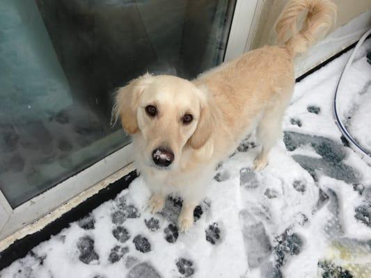 Toby enjoying the snow