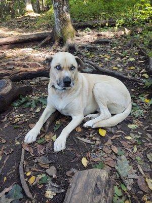 Cute pup we met on trail..look at those eyes