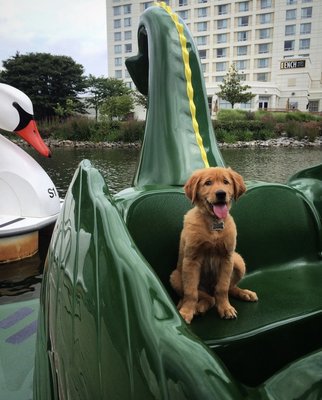 All dogs are welcome on our larger character boats