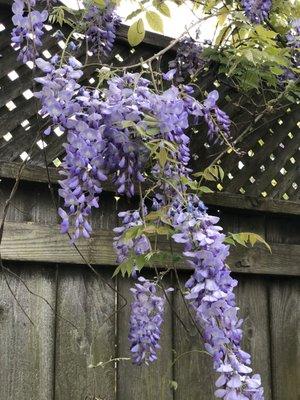 Cascading wisteria ( spring time)