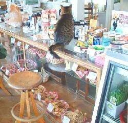 PC the cat, inside the Pantry