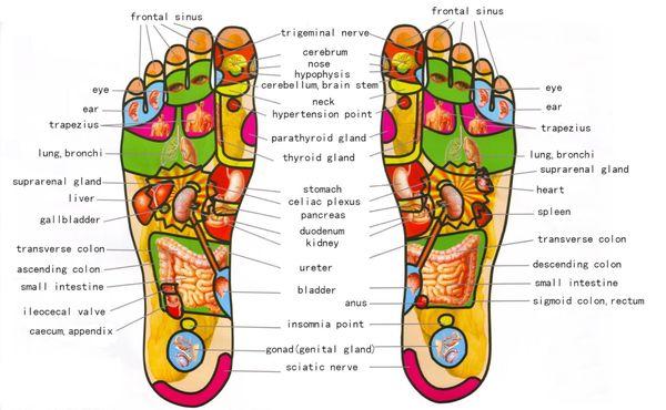 Foot and organ massage therapy