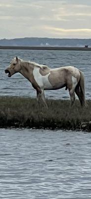 Another northern Heard stallion