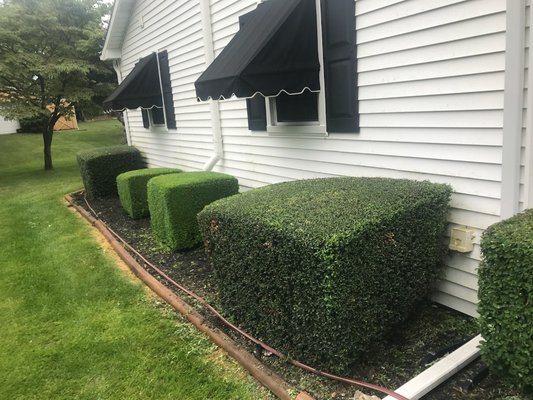 Hedge 
Trimming