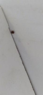 Crawling bed bug. It was crawling towards the dresser. I did not manage to catch this one.  I'll bet there are more back there.