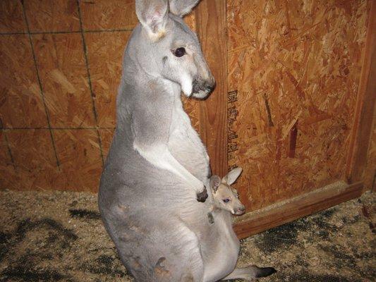 BABY RED KANGAROO BORN TO LILY & WOODY