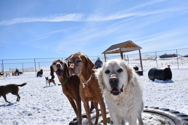 Doggie Dude Ranch & the O'Cat Corral