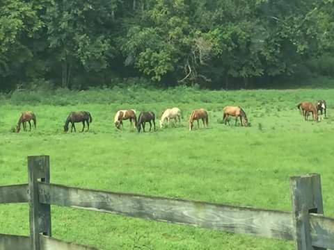 Beautiful Pastures!