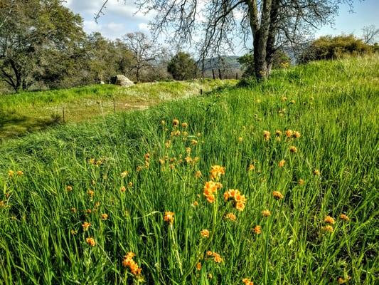 Wildflower Trail