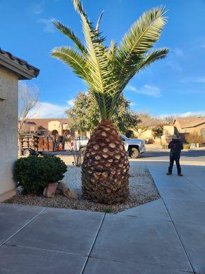 Pineapple Trimming