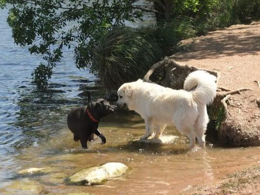 Day at the Dog Park.