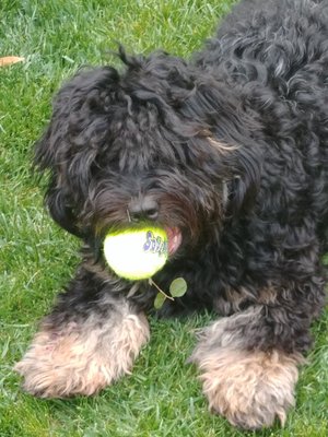 Finley loving her tennis ball.