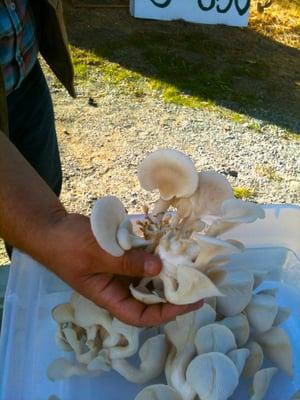 Freshly harvested local trumpet mushrooms!