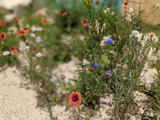 Last but not least, beautiful wildflowers sprinkled throughout the place