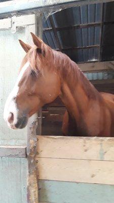 gunner is one of the horses in the rescue barn