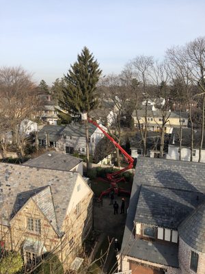 Safely removing tree in the backyard with spider bucket