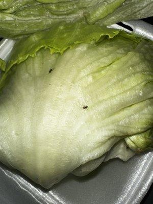 Lettuce with bugs