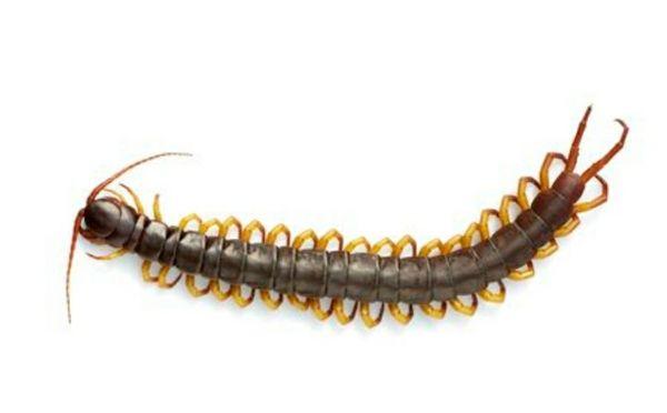 Centipede