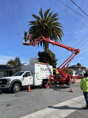 Big Palm cleanup and removal of Ivy along the trunk.