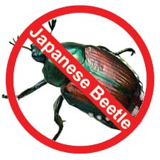 Japanese Beetle Control