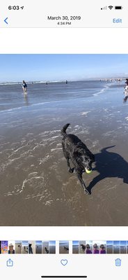 Lulu loves the beach..and her ball!