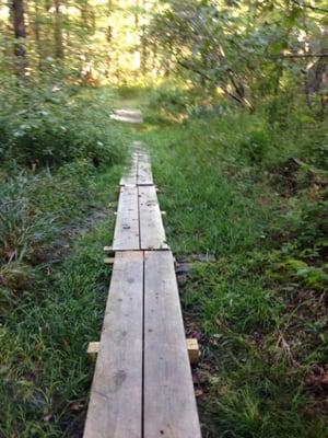 Boardwalk over wetlands