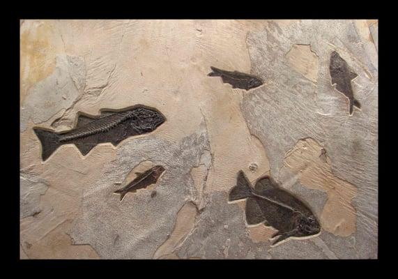 Green River Formation Fossil Fish Mural