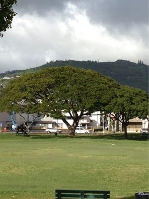 one of the beautiful trees lining King Street