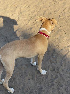 El Segundo Dog Park