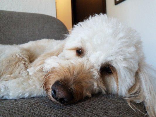 Max is a Mini Golden Doodle, he is about 2 1/2 years old and loves to love patients and get them through the difficult times!