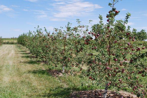 Apple orchard