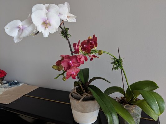 Their orchids last longer than any orchids we've gotten through Trader Joe's, West village florists and online.