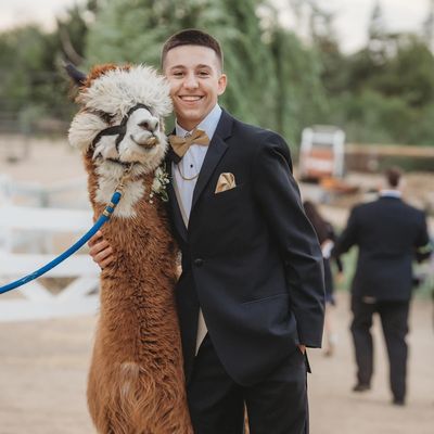 Alpaca