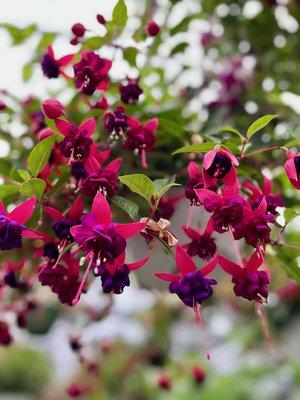 The Fuschia hanging baskets are magnificent this year!