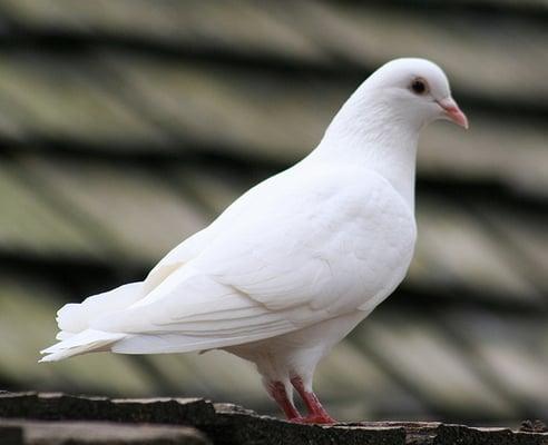 A Dove's Love