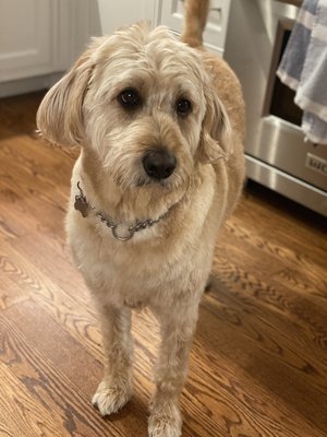 Holly looking so pretty after a visit to Woofer Wash.