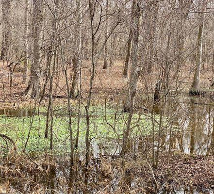 Vibrant green lily pads. An abundance of Frogs. Hunting & Fishing license sold at the State Park Office on-site.