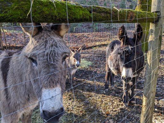 Julie, Poncho & Buddy