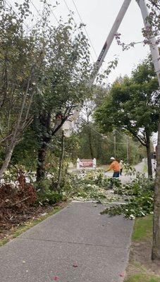 Taking down a some trees in Federal Way.