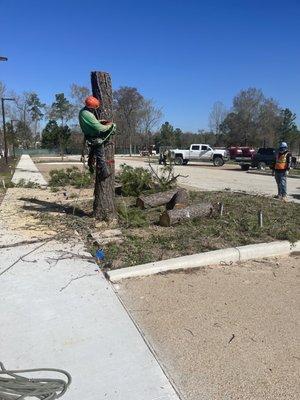 Cutting down large tree