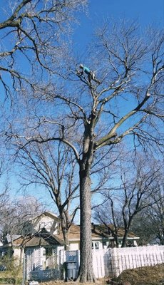 Climbing the tree removes the need to drive heavy equipment on lawns and driveways, risking property damage.