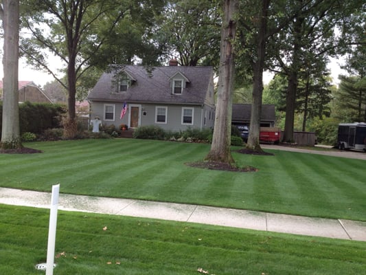 This is our lawn, it could be yours!