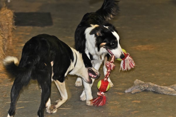 PUPPY KINDERGARTEN is an off-leash event, NEVER on-leash. to properly socialize your pup.