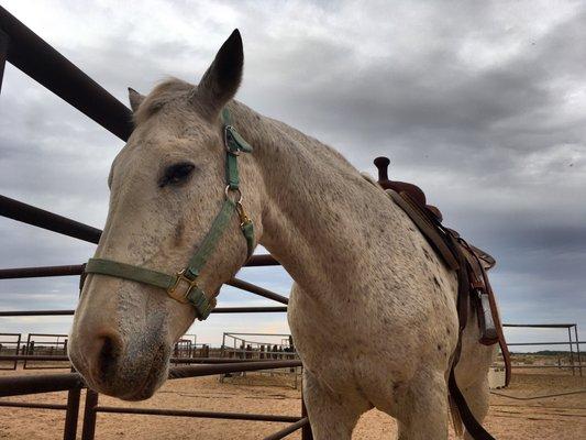 Lesson horse Willow is a gentle soul.