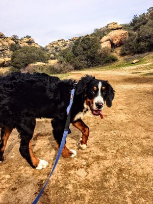 This mountain dog really loves Corriganville!