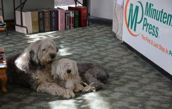 Our Head of Security and our Greeter, Farley and Daisy.