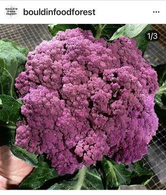 Purple cauliflower